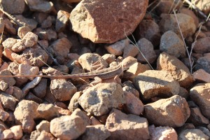 Bungle Nationalpark-064